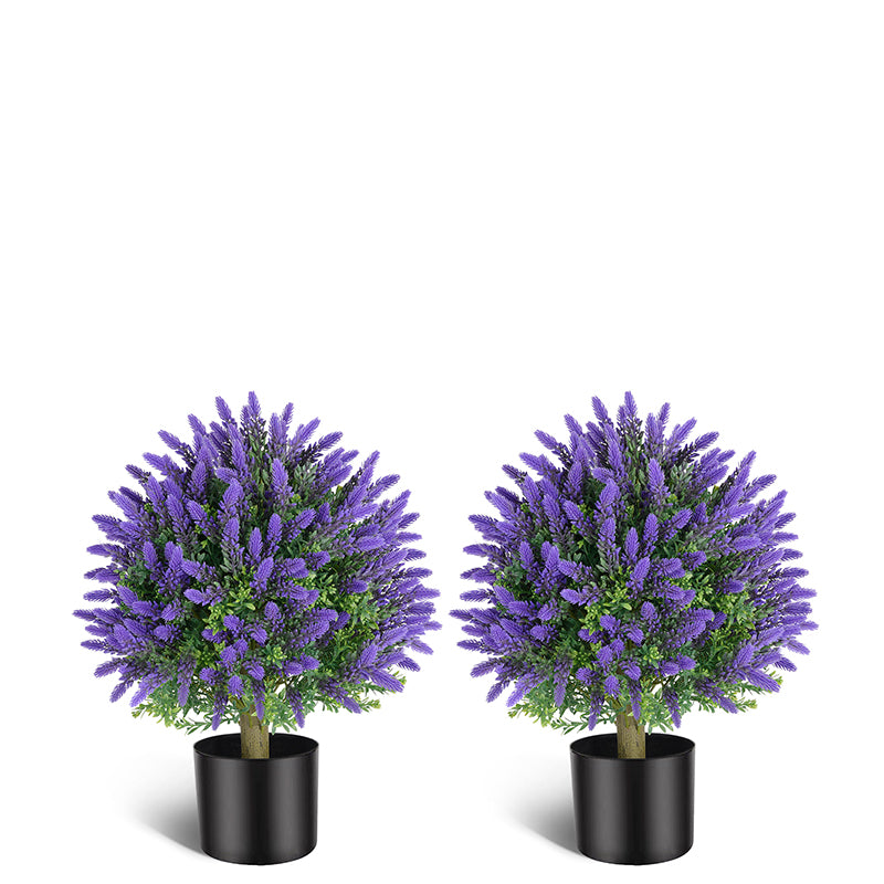 Lavender potted plants