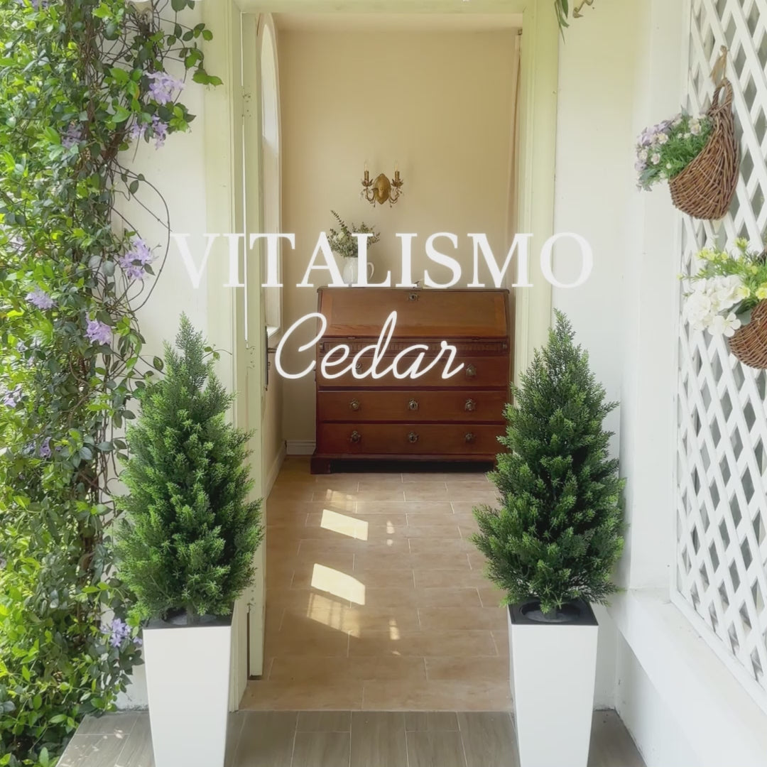 Vitalismo cedar tree